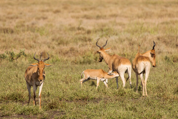 Naklejka na ściany i meble Closeup of Impala image taken on Safari located in the Tarangire, National park, Tanzania. Wild nature of Africa.