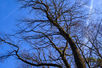 Die großen starken Bäume strecken ihre Kronen dem Licht entgegen