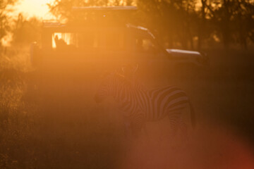 Obraz na płótnie Canvas African zebras at beautiful landscape during sunrise safari in the Serengeti National Park. Tanzania. Wild nature of Africa..