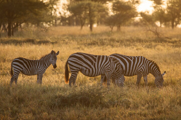 African zebras at beautiful landscape during sunrise safari in the Serengeti National Park. Tanzania. Wild nature of Africa..