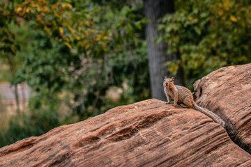 Close up of one squirrel standing on sandstone rock and looking to camera in Zion national park in Utah, america
