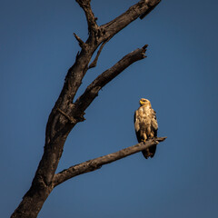 Hawk resting on a tree in Serengeti National Park in Tanzania during safari with blue sky in background. Wild nature of Africa