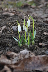 Blooming snowdrops, Galanthus nivalis
