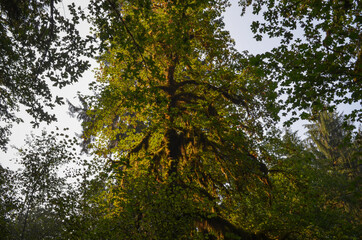 Glowing tree in the sun