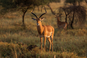 Naklejka na ściany i meble Closeup of Impala image taken on Safari located in the Serengeti, National park, Tanzania. Wild nature of Africa. Beautiful light of sunrise.