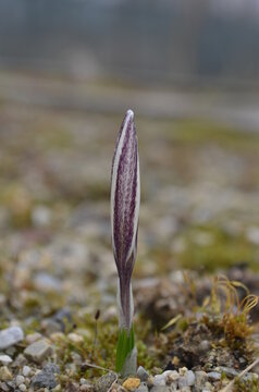 Blooming Saffron, Crocus Alatavicus, In The Garden