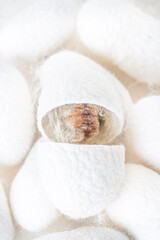 Fototapeta na wymiar background with white silkworm cocoons shells, source of silk fabric