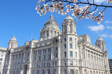 Fototapeta premium Liverpool city UK. Pier Head district, part of UNESCO World Heritage Site. Port of Liverpool Building. Cherry blossoms spring view. UK spring time.