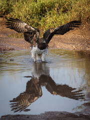 Hawk walking on earth in Serengeti National Park in Tanzania during safari with blue sky in background. Wild nature of Africa