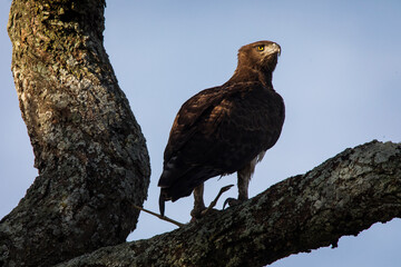 Hawk resting on a tree in Serengeti National Park in Tanzania during safari with blue sky in background