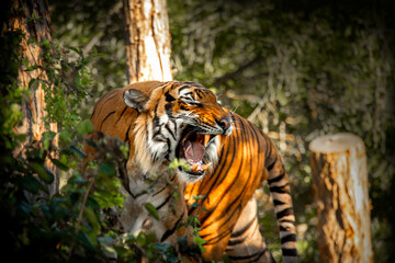 screaming, roaring tiger