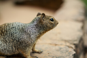 Naklejka na ściany i meble Close up of side of one squirrel standing on stone wall with blurry background in Zion national park in Utah, america