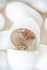 background with white silkworm cocoons shells, source of silk fabric