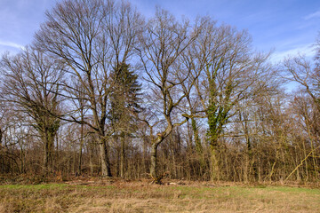 Baumgruppe am Feldrand zur landwirtschaftlichen Nutzfläche