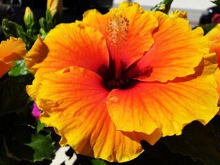 Close up of orange hibiscus flower with raindrops in the sunlight.