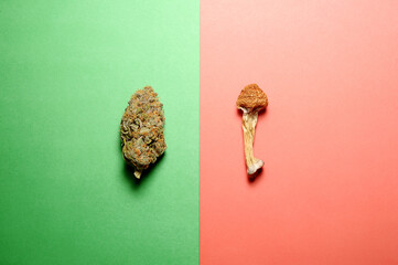 Microdosing concept. Dry psilocybin mushrooms vs Marijuana buds on green and pink background. Psychedelic experience. Hemp recreation, medical usage, legalization.