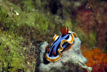 A Chromodoris Annae nudibranch on corals Cebu Philippines