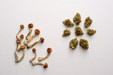 Microdosing concept. Dry psilocybin mushrooms and Marijuana buds on white background. Psychedelic experience. Hemp recreation, medical usage, legalization.