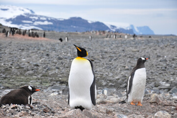 A King penguin (Aptenodytes patagonicus) is surrounded by two Gentoo penguins (Pygoscelis papua) in Carlini Base, Antarctica.