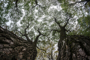 Bottom view of detailed contrasting green tree crowns. Two trunks of old trees stretch into the sky.