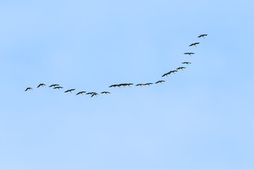 Eurasian cranes migrating during spring or autumn. Flying in V shape formation for better aerodynamics