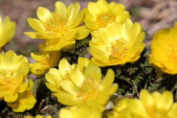日の光に輝く福寿草　黄色い花　（高知県　大豊町）