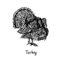 Turkey male side view. Ink black and white doodle drawing in woodcut outline style. Vector illustration