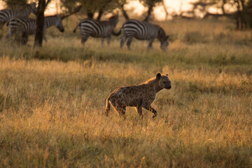 African hyena with zebras in background at beautiful landscape in the Serengeti National Park during safari. Tanzania. Wild nature of Africa..