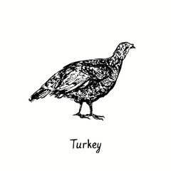 Fototapeta na wymiar Turkey hen side view. Ink black and white doodle drawing in woodcut outline style. Vector illustration