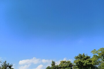 Blue sky and the top of the trees