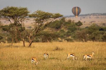 Closeup of Impala image taken on Safari located in the Tarangire, National park, Tanzania. Wild nature of Africa. Balloon in the background.