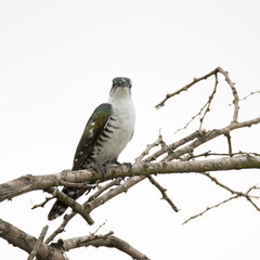 Kruger National Park: Diderick cuckoo