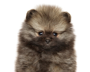 Close-up portrait of a Pomeranian Spitz puppy