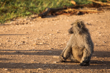 Baboons monkey family on the field during safari in National Park of Serengeti in Tanzania. Wild nature of Africa