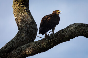 Hawk resting on a tree in Serengeti National Park in Tanzania during safari with blue sky in background