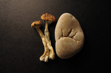 Dried Psilocybe Cubensis Psilocybin Mushrooms on black background, flat lay. Magic shrooms Golden...
