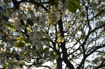 cherry tree in the spring
