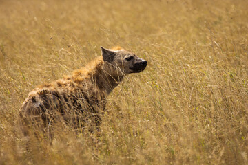 Hyena in the grass during safari in National Park of Serengeti, Tanzania. Wild nature of Africa.