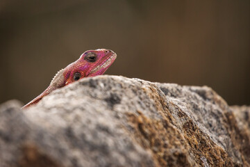 Colorful agama reptile during safari in National Park of Serengeti, Tanzania. Wild nature of Africa.