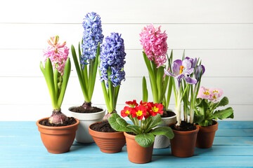 Different beautiful potted flowers on light blue wooden table