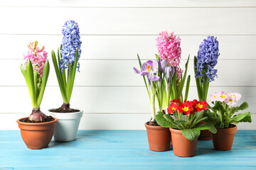 Different beautiful potted flowers on light blue wooden table