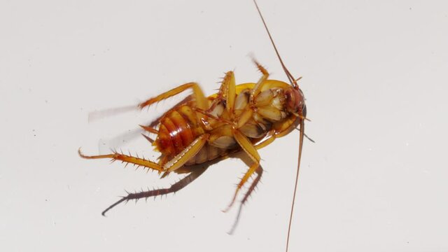 Cockroach isolated on white background ,Cockroaches lie dead with Insecticide. Isolated on white background. Animals with germs and dirt.