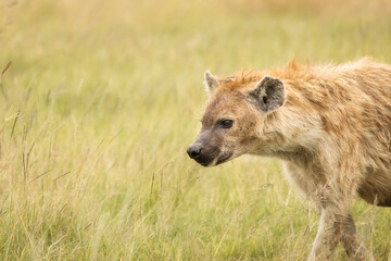 Fototapeta premium Hyena in the grass during safari in National Park of Ngorongoro, Tanzania. Wild nature of Africa