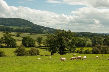Fototapeta na wymiar Sheep on the landscape