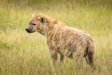 Hyena in the grass during safari in National Park of Ngorongoro, Tanzania. Wild nature of Africa