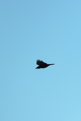 Black silhouette of a crow flying against a bright sunny winter sky above the coastal bay of Polzeath, Cornwall, UK. Looking like a dreamy summer scene - Icon and illustration qualities.