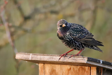 Stare (Sturnidae)