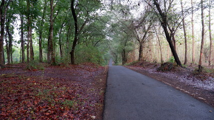 path in the forest