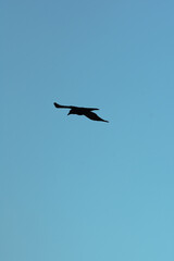 Black silhouette of a crow flying against a bright sunny winter sky above the coastal bay of Polzeath, Cornwall, UK. Looking like a dreamy summer scene - Icon and illustration qualities.
