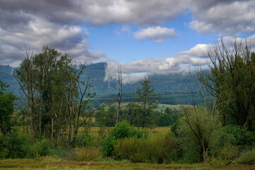 Fototapeta premium forest in the mountains